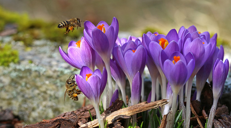 Bee gathers pollen