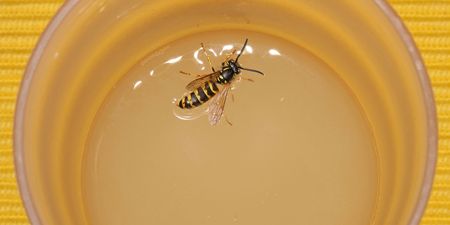 Wasp in a cup
