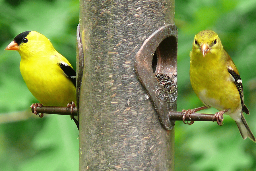 american goldfinches on a feeder