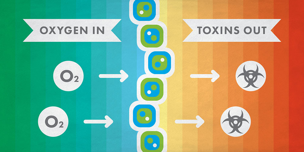graphic showing how algae consume oxygen and produce toxins