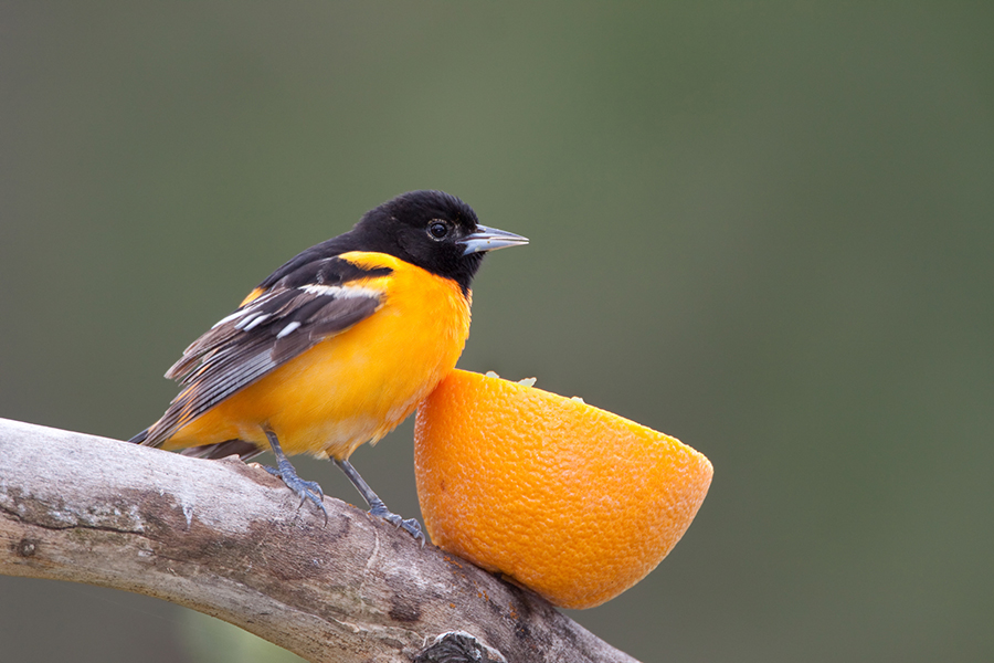 baltimore oriole eating a piece of orange