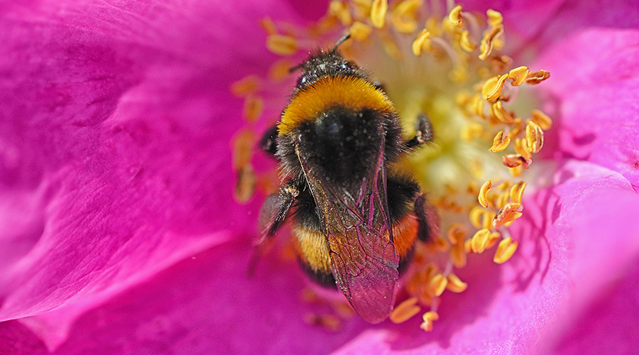 bees gathering nectar from wild rose