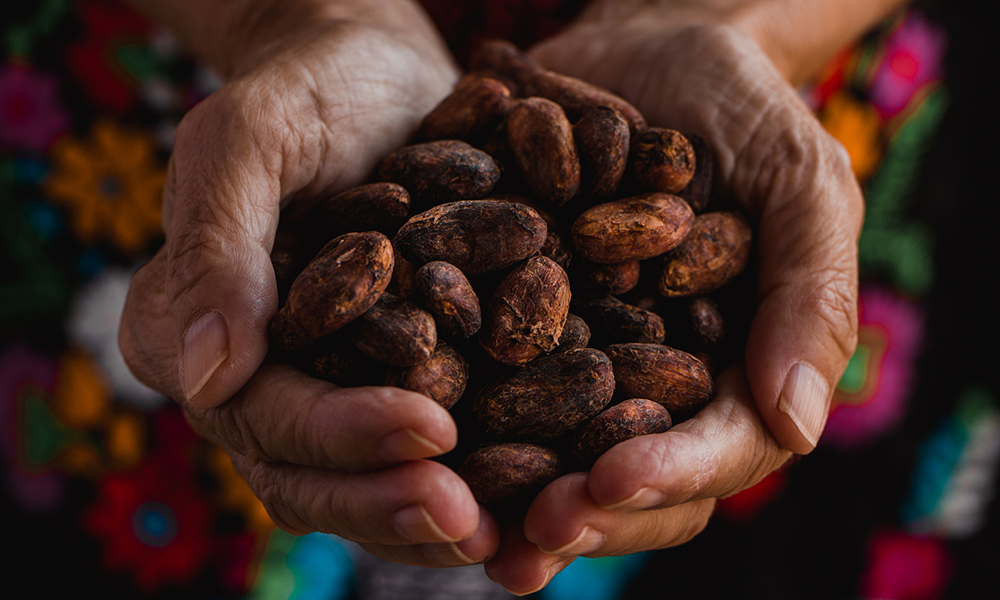 cocoa beans held in hands