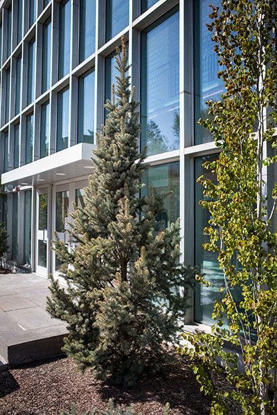 columnar blue spruce against a building at NAIT Main Campus