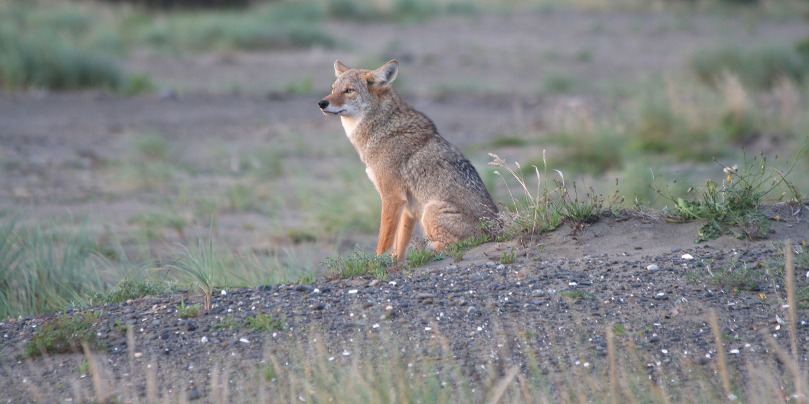 coyote sitting in a field