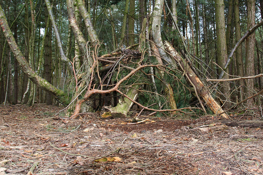 survival shelter in forest