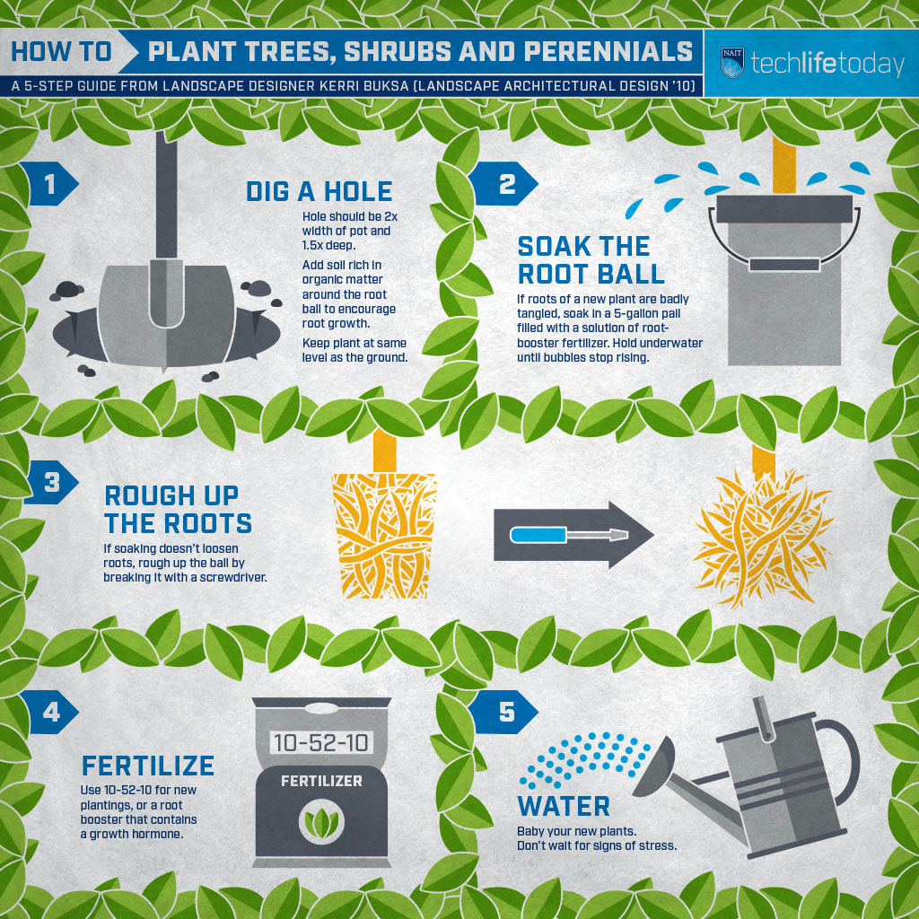 how to plant trees and shrubs