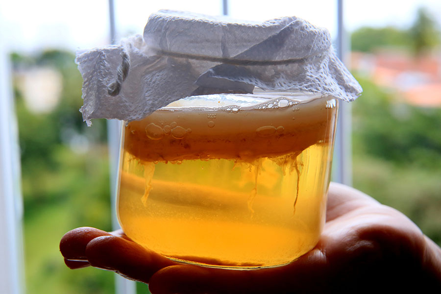 kombucha scoby in jar with cheesecloth lid, backlit by sunlight