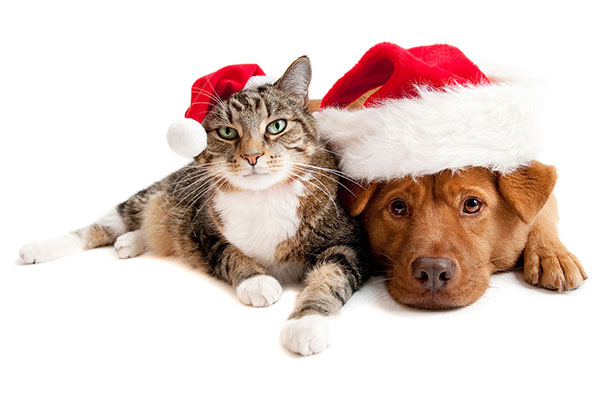 holiday pet safety, nait