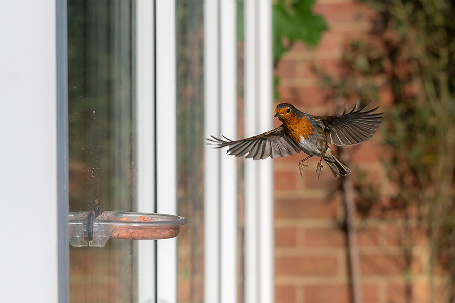 Robin flying to the feeder on a window