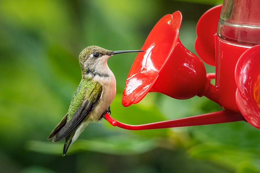 Ruby-throated Hummingbird at Feeder