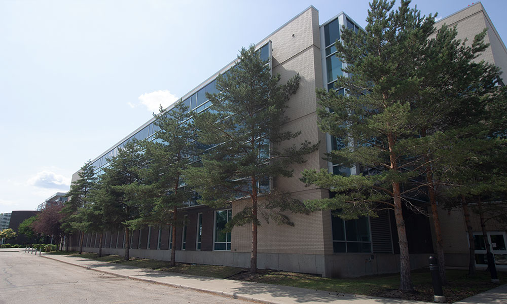 scots pines in a line against a building on nait main campus